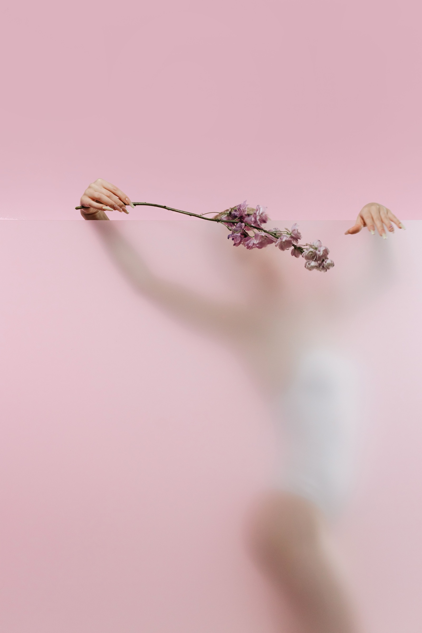 A figure behind frosted glass, hands reaching over the top holding a flowering branch